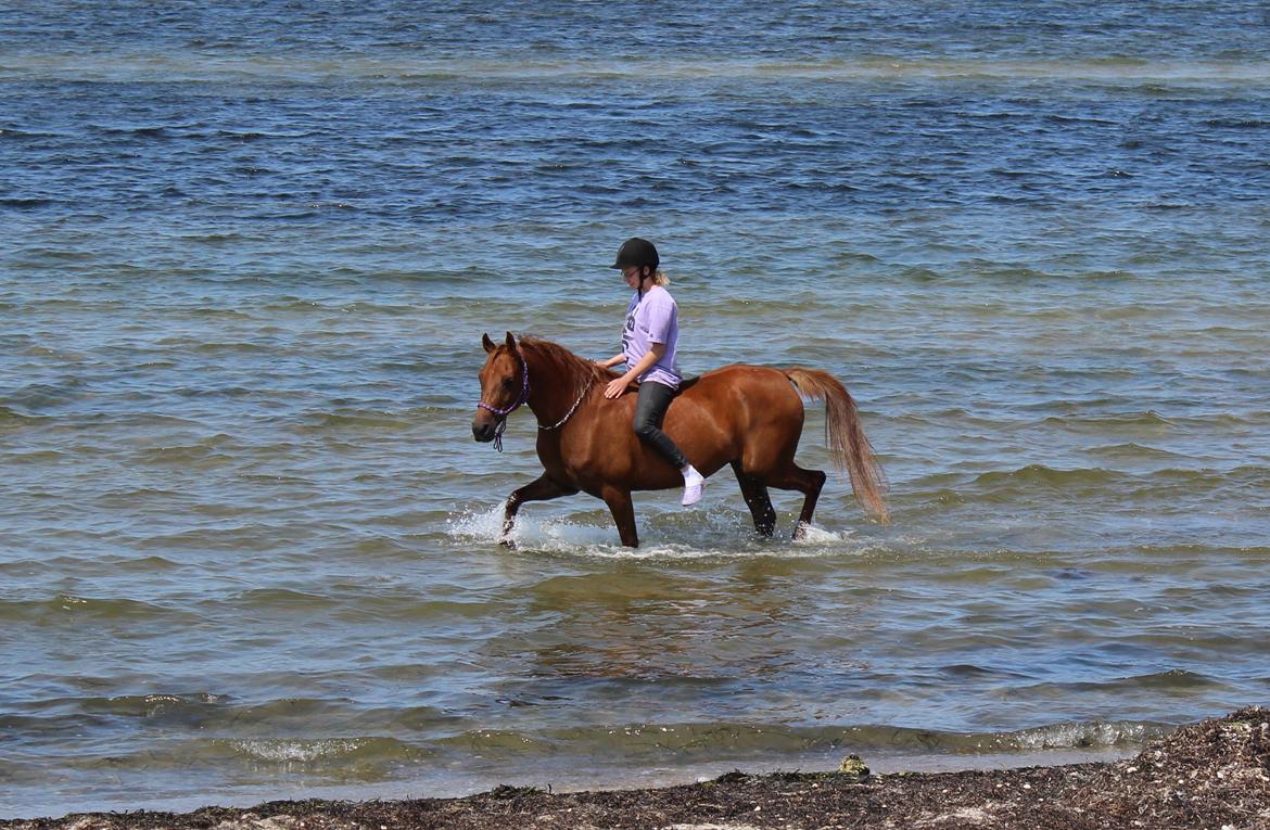 Arabisk fuldblod (OX) Lisan - På stranden i cordeo <3 - 8 Juli 2013 billede 17