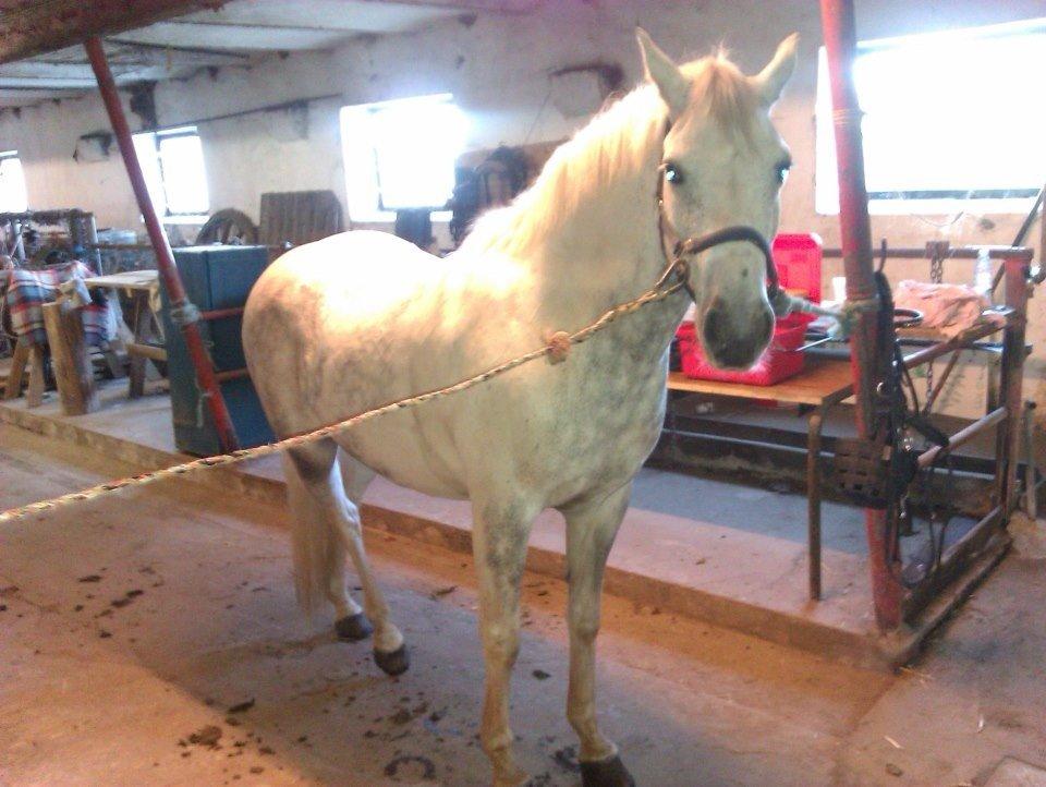 Anden særlig race Jumbi <3 - Jumbi i stalden  billede 7