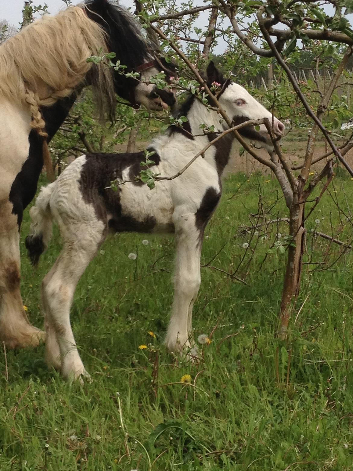 Irish Cob Richardys Mascot billede 3