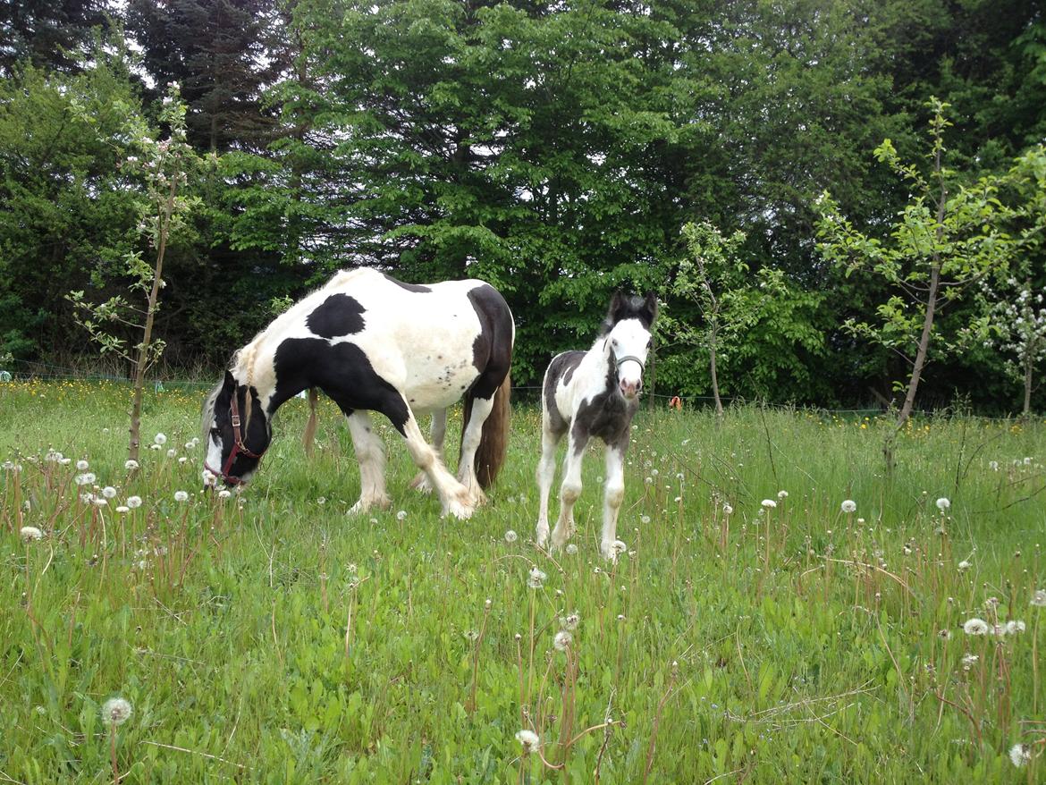 Irish Cob Richardys Mascot billede 4