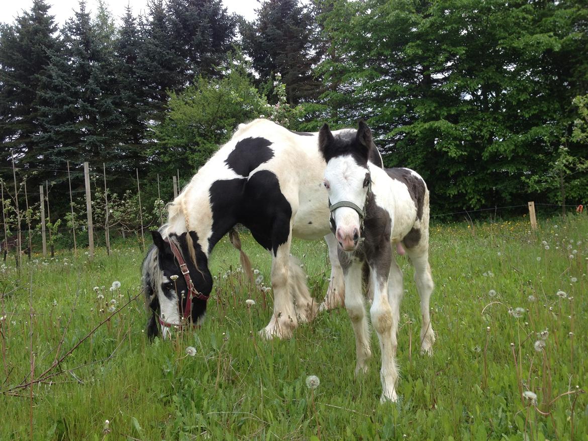 Irish Cob Richardys Mascot billede 5