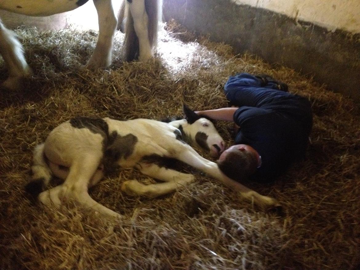 Irish Cob Richardys Mascot billede 9