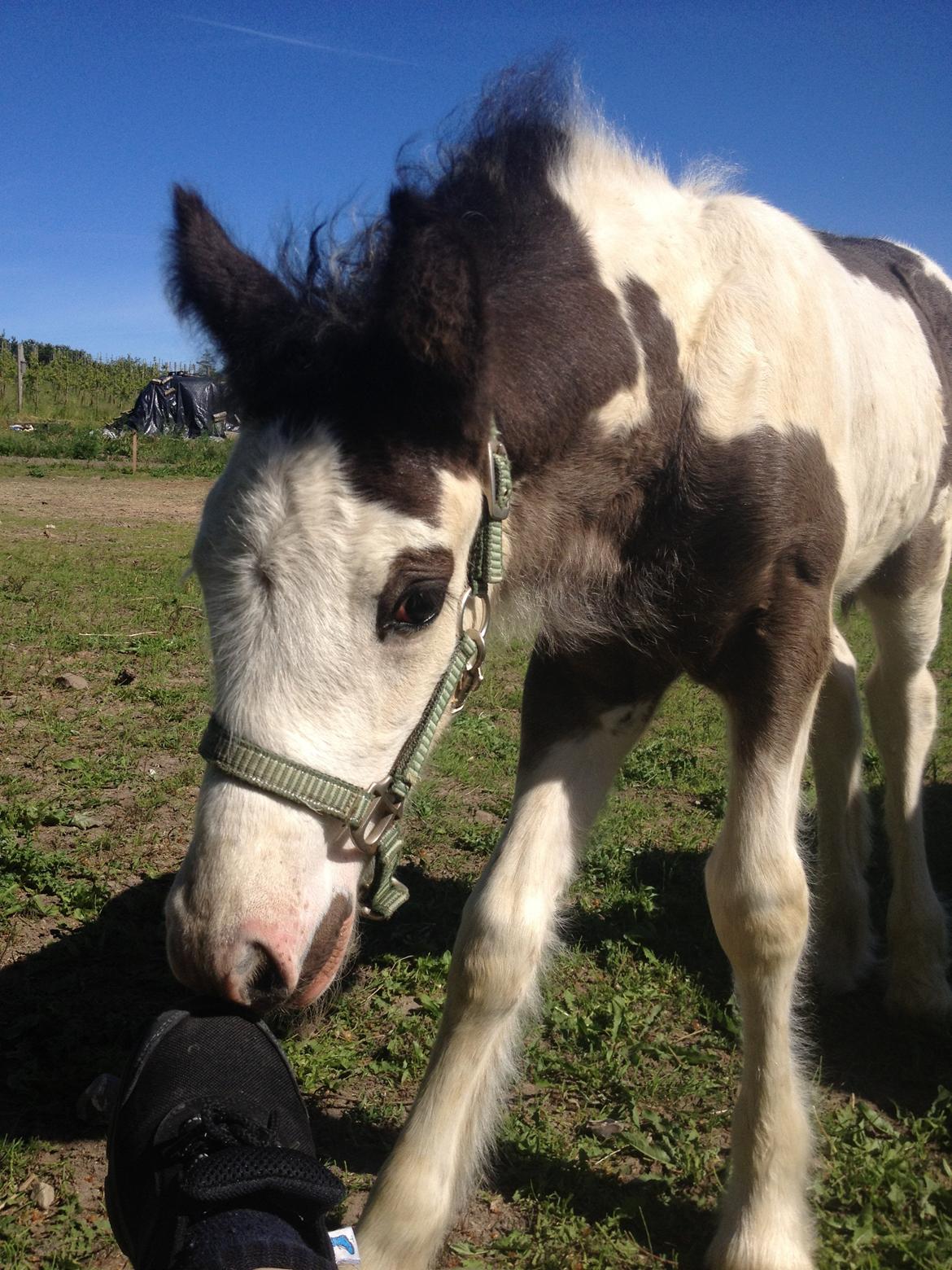 Irish Cob Richardys Mascot billede 11