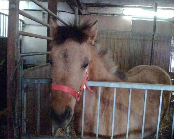 Anden særlig race Brie <3 <3 - Brie som føl i boksen  billede 11