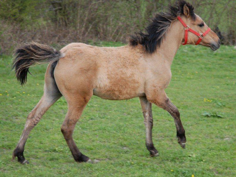 Anden særlig race Brie <3 <3 - Føl Brie på mark  billede 10