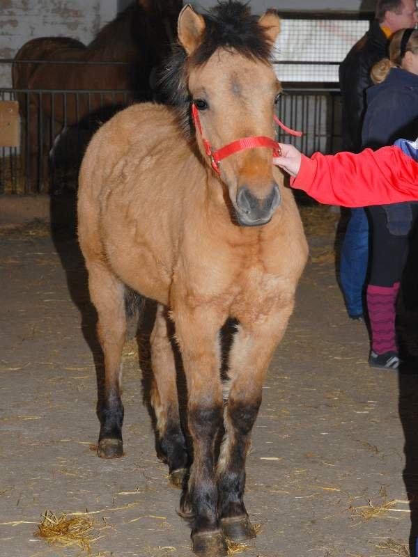 Anden særlig race Brie <3 <3 - Følle bølle billede 9