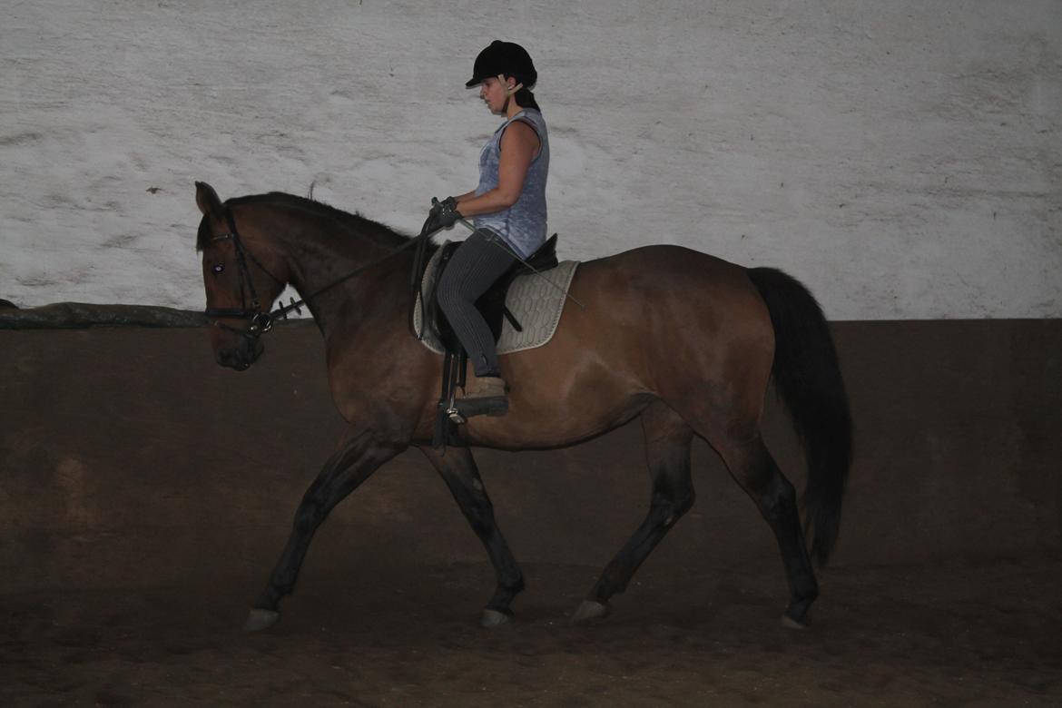 Anden særlig race Desherri billede 15