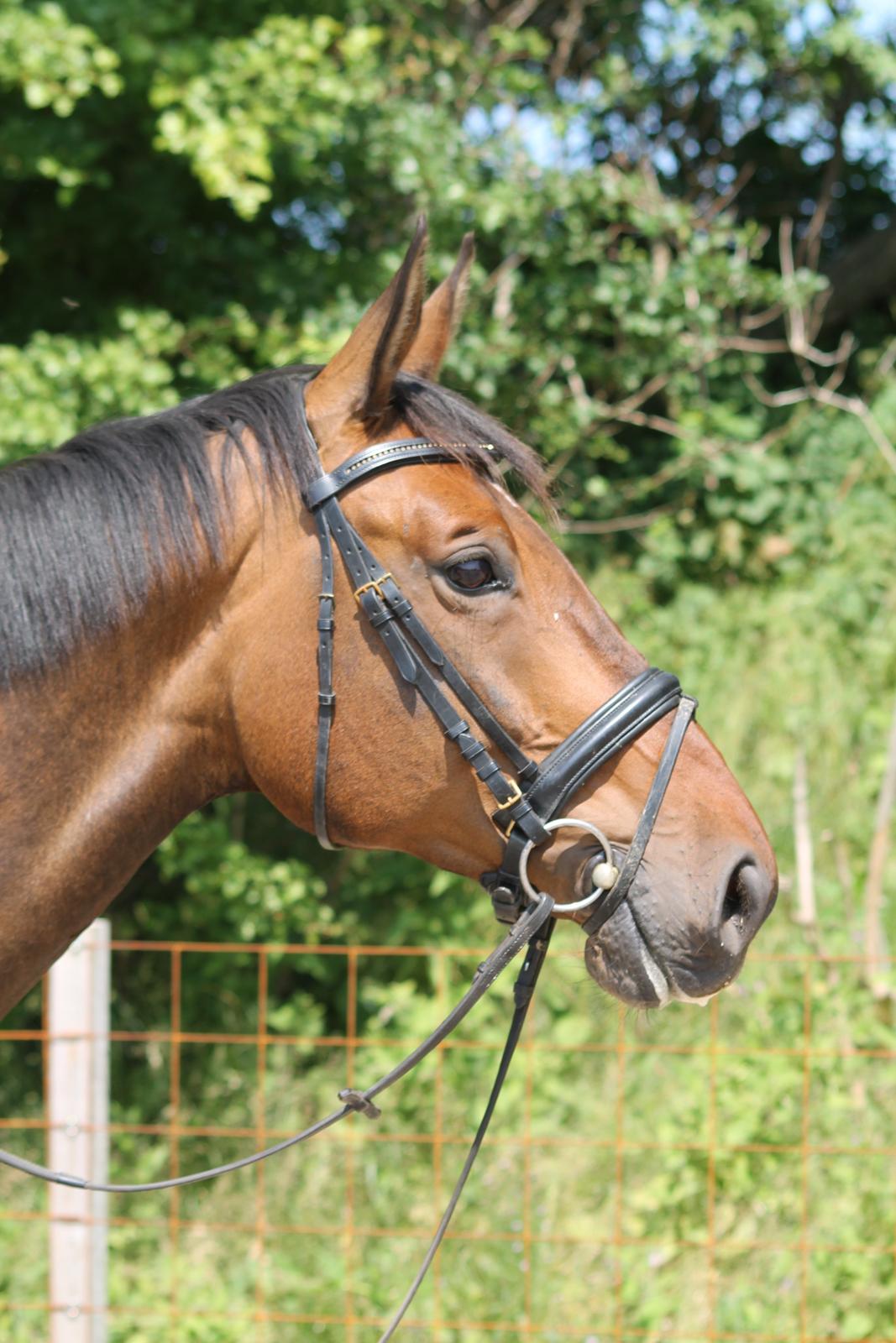 Anden særlig race Desherri billede 16