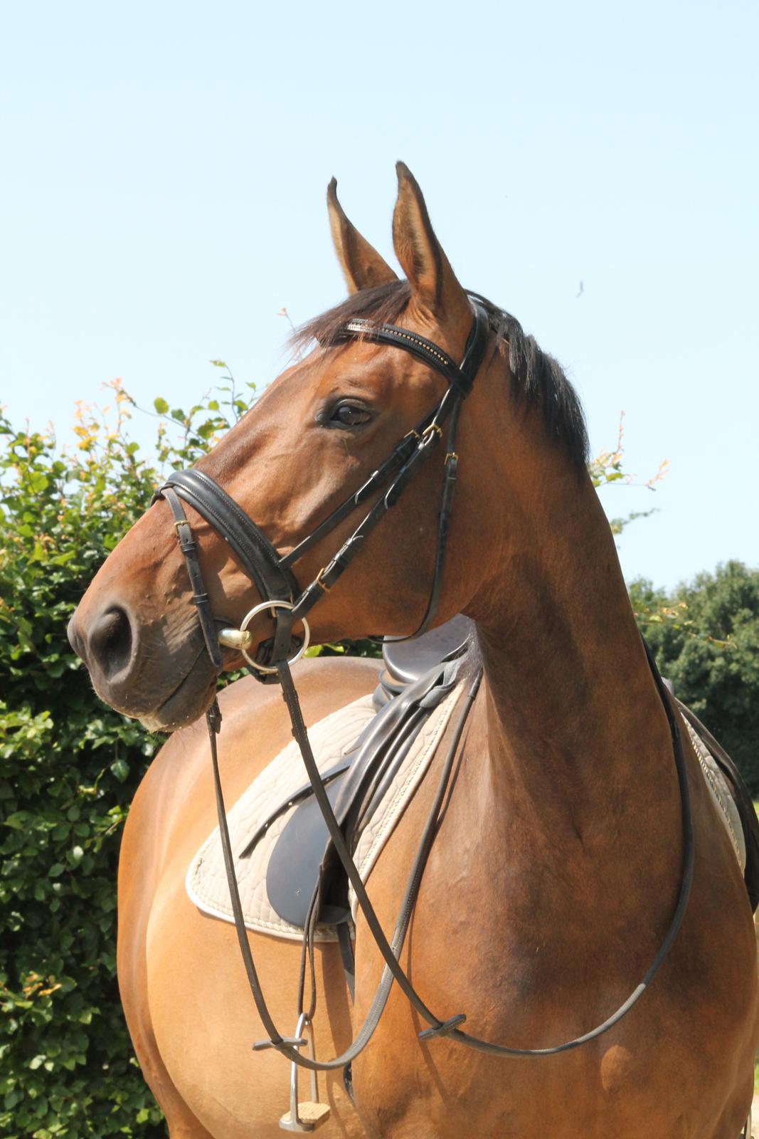 Anden særlig race Desherri billede 12