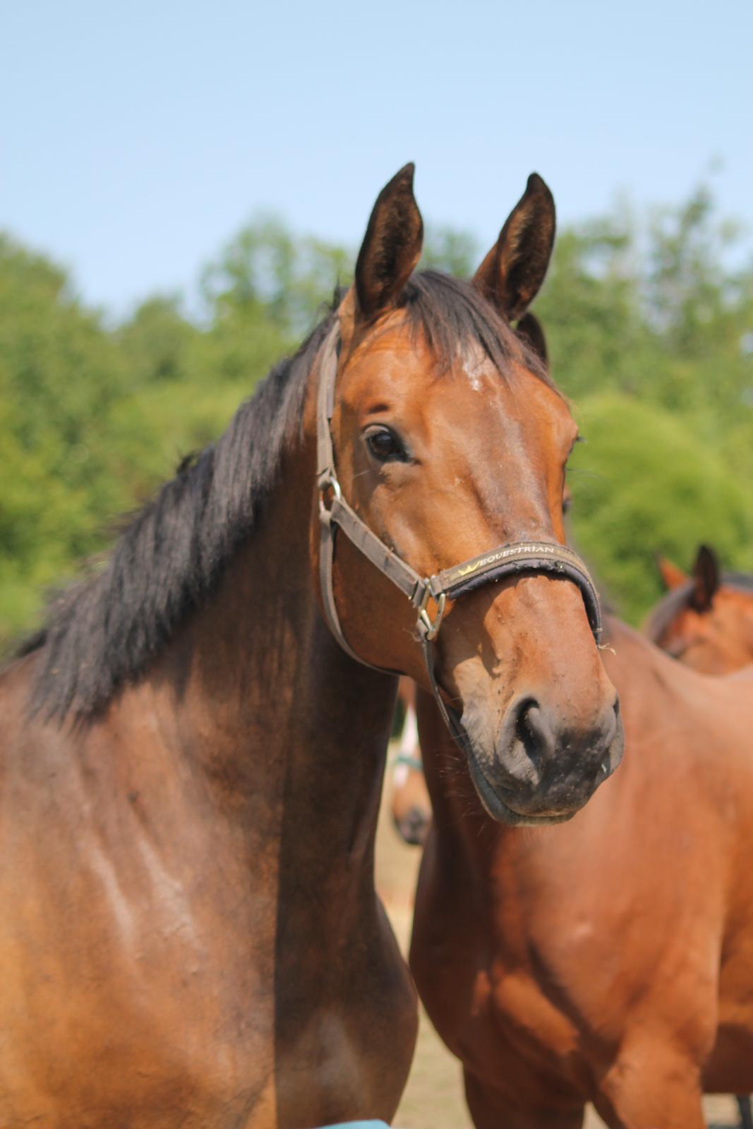 Anden særlig race Desherri billede 8
