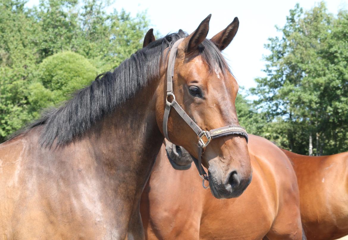 Anden særlig race Desherri billede 6