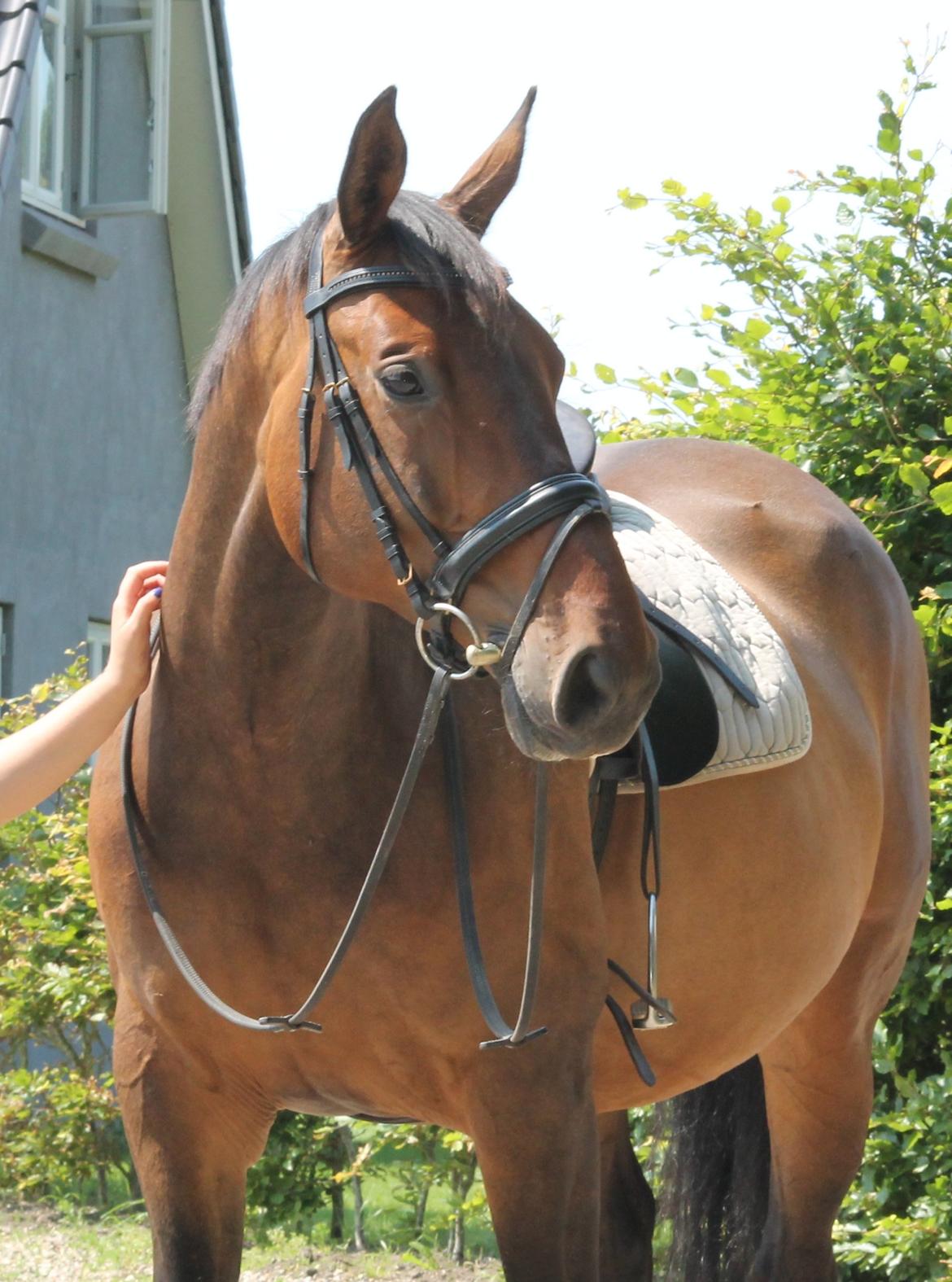Anden særlig race Desherri billede 1