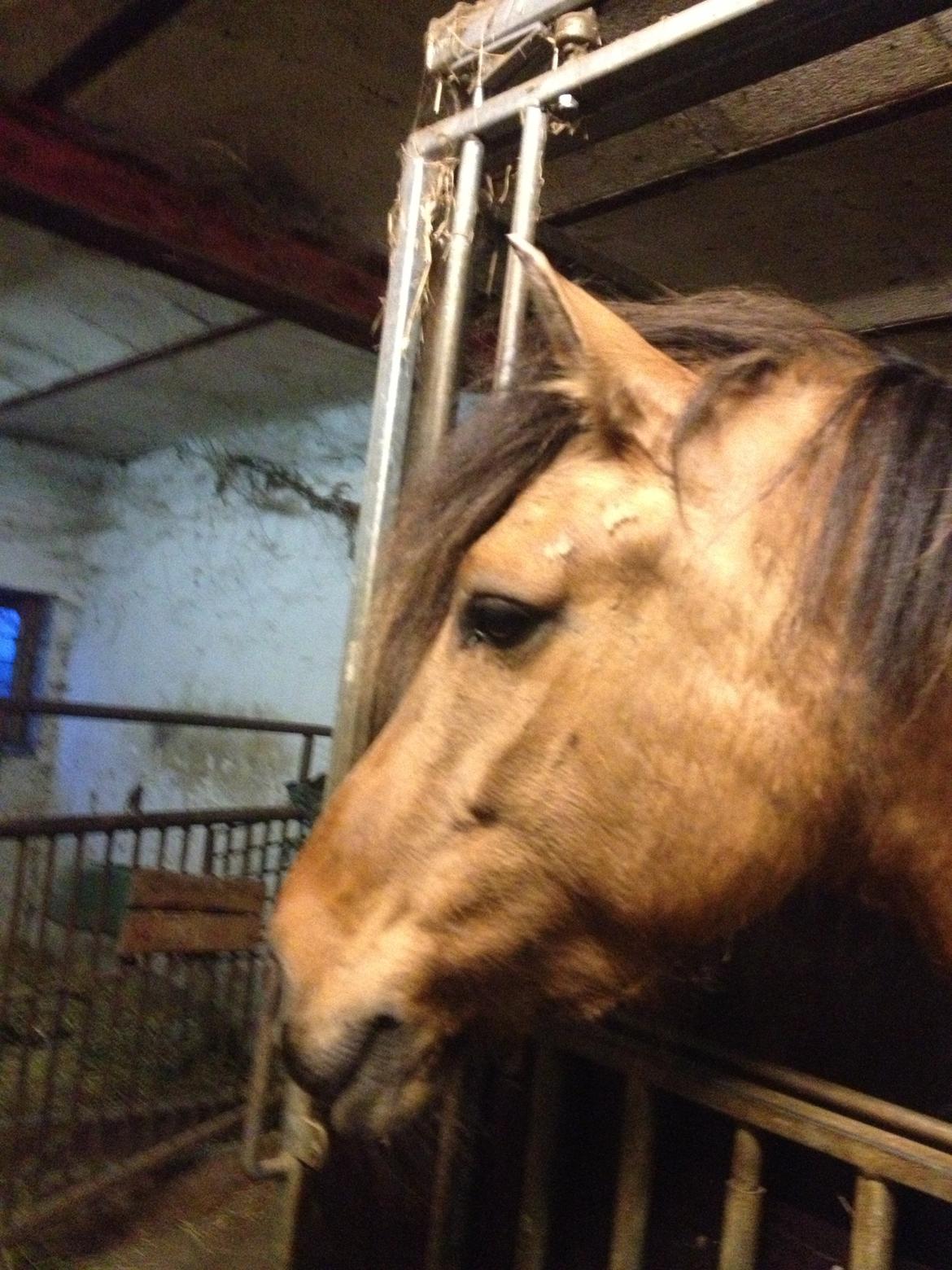 Anden særlig race Brie <3 <3 - Smukke Brie <3 billede 6