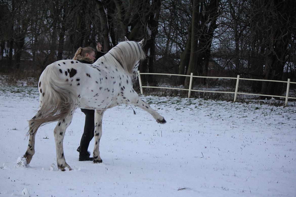 Knabstrupper Domino billede 16