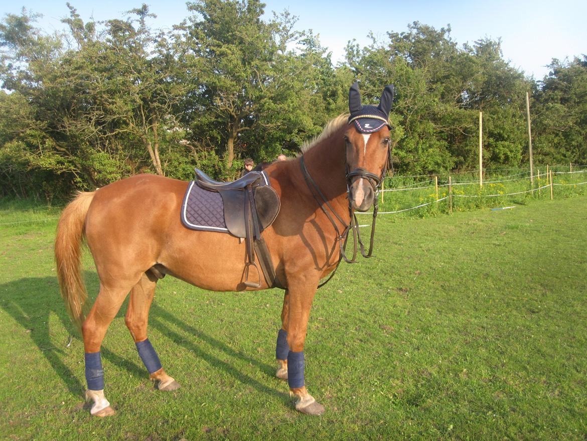 Sportsaraber (A) Lukas d 28 november Hvil i fred billede 7