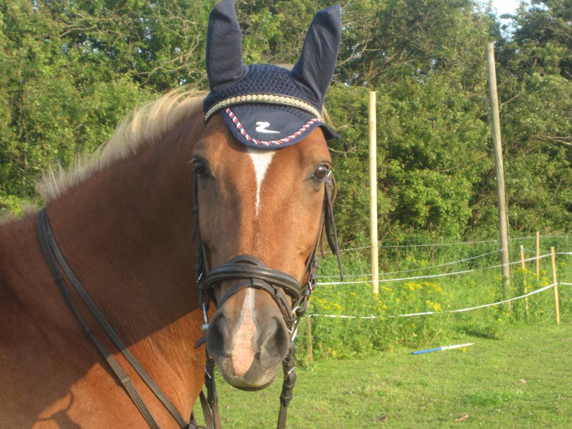 Sportsaraber (A) Lukas d 28 november Hvil i fred billede 3