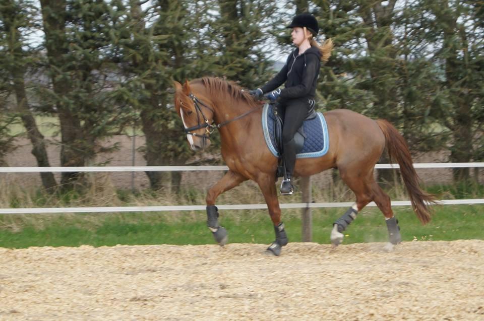 DSP Holmgaards Da Silva • B-PONY • billede 5