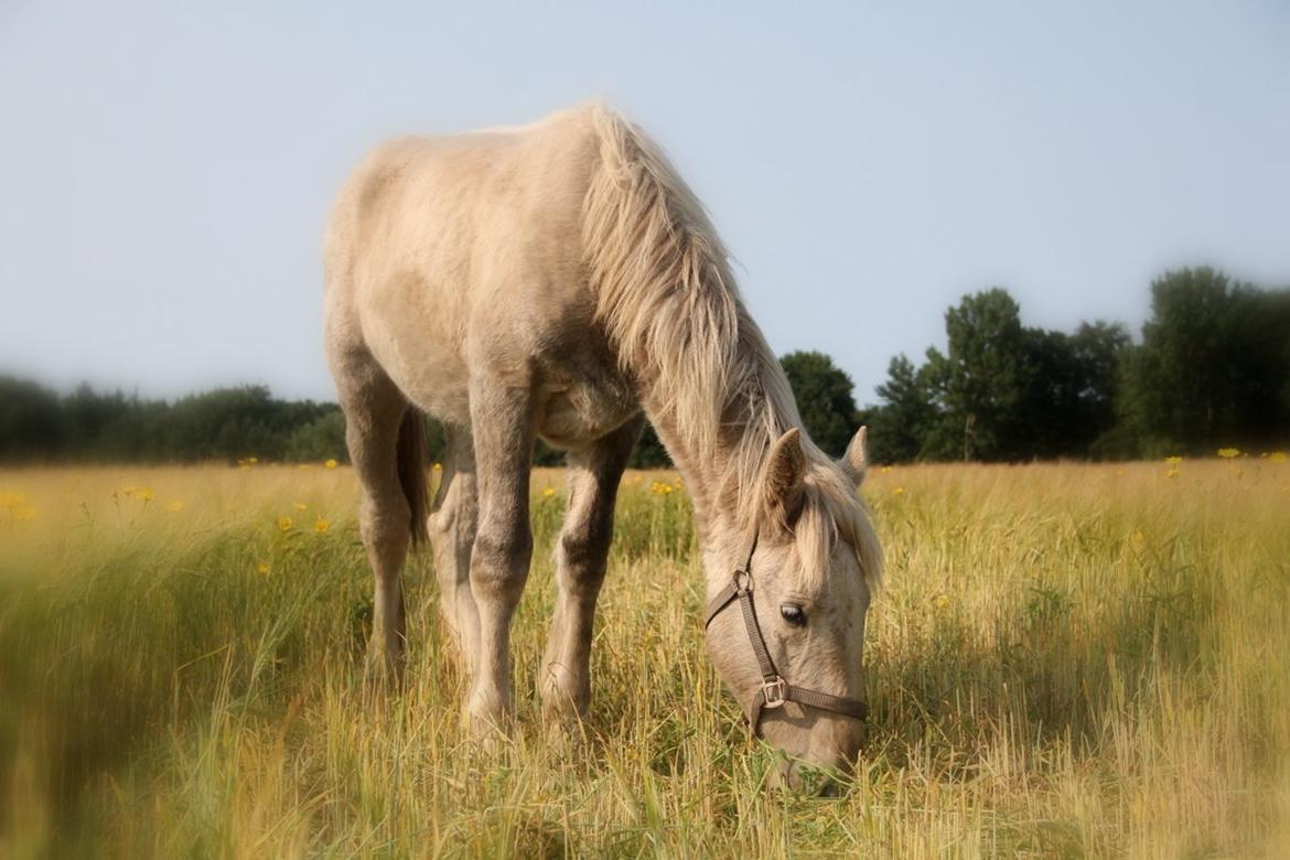 Boulonnais Chantilly - Snart et år gammel;) billede 18
