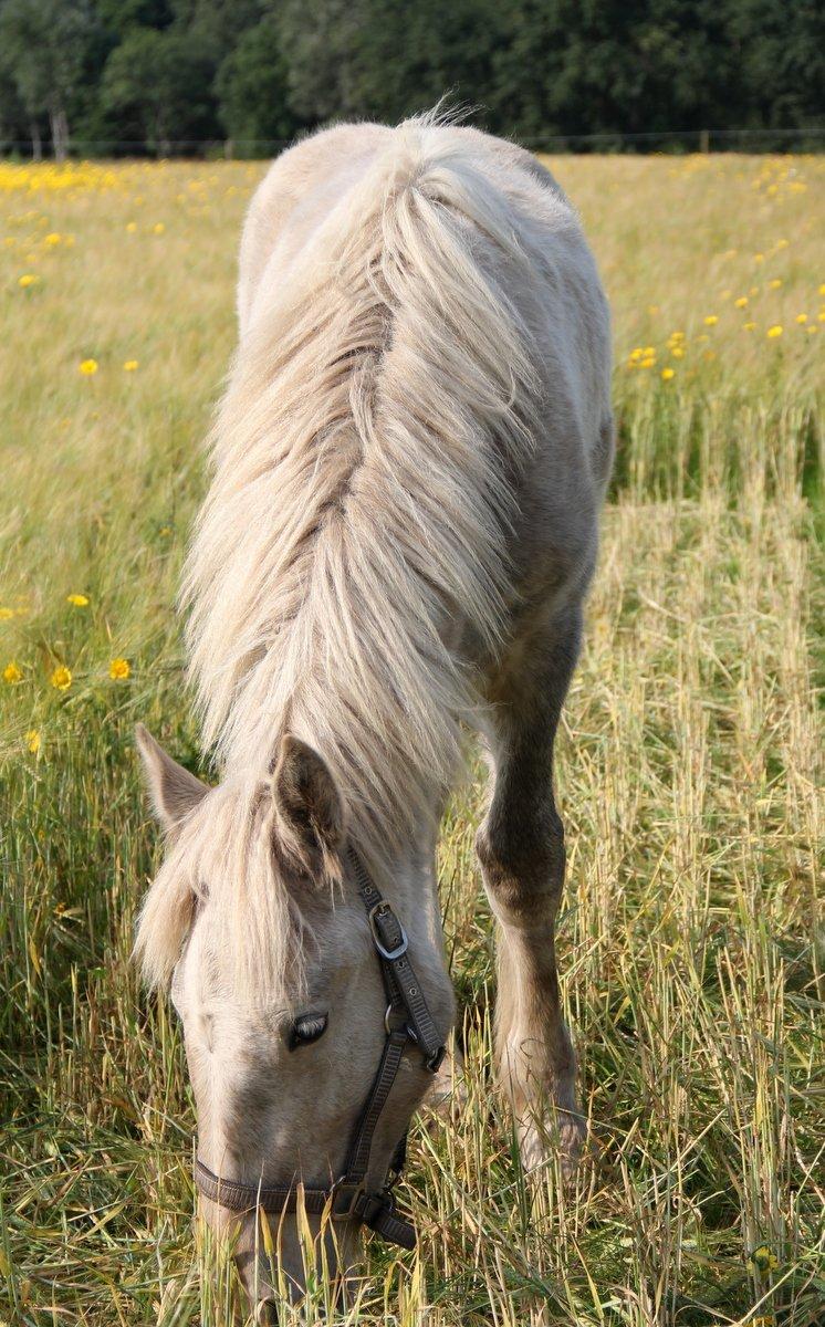 Boulonnais Chantilly billede 19