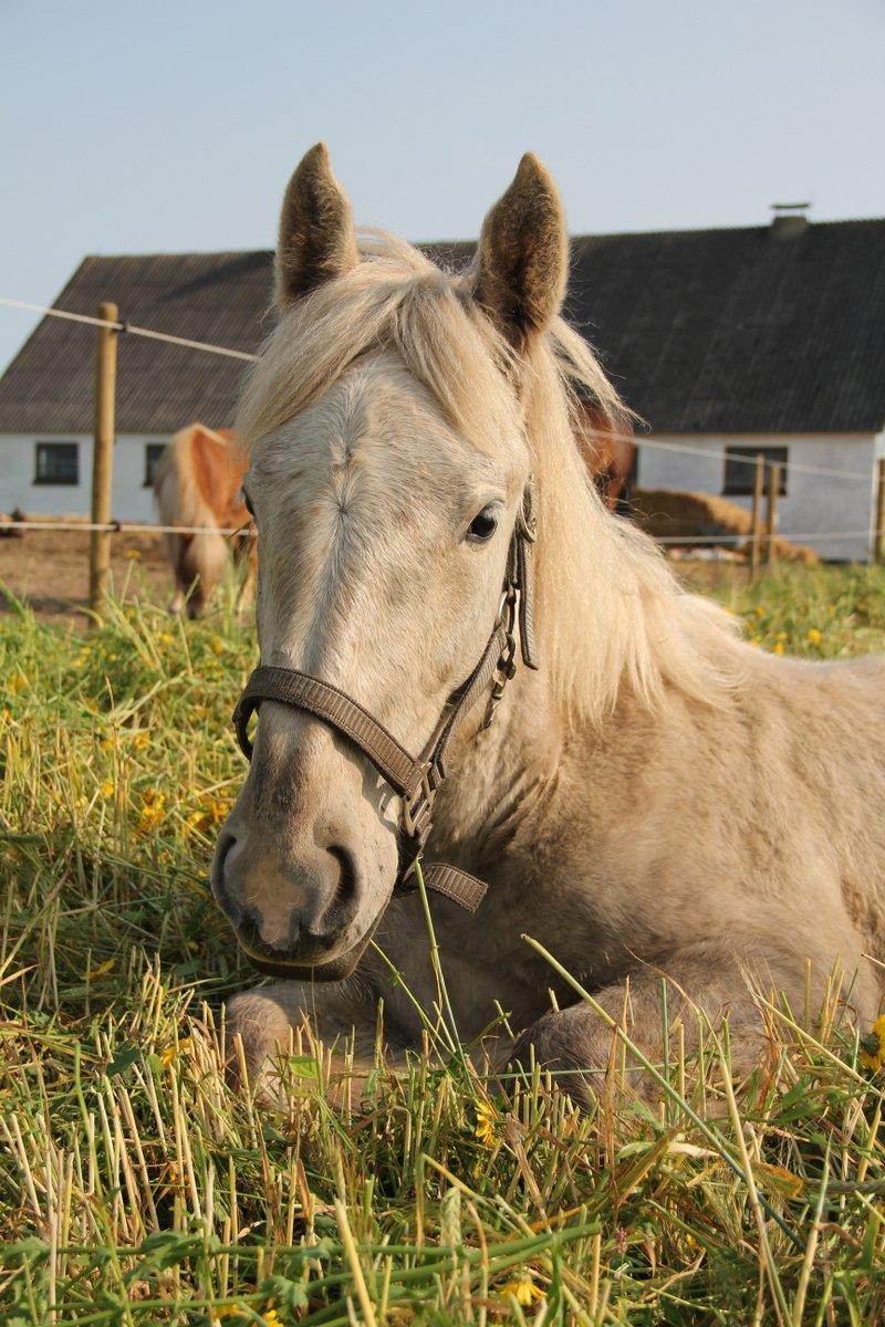 Boulonnais Chantilly billede 20