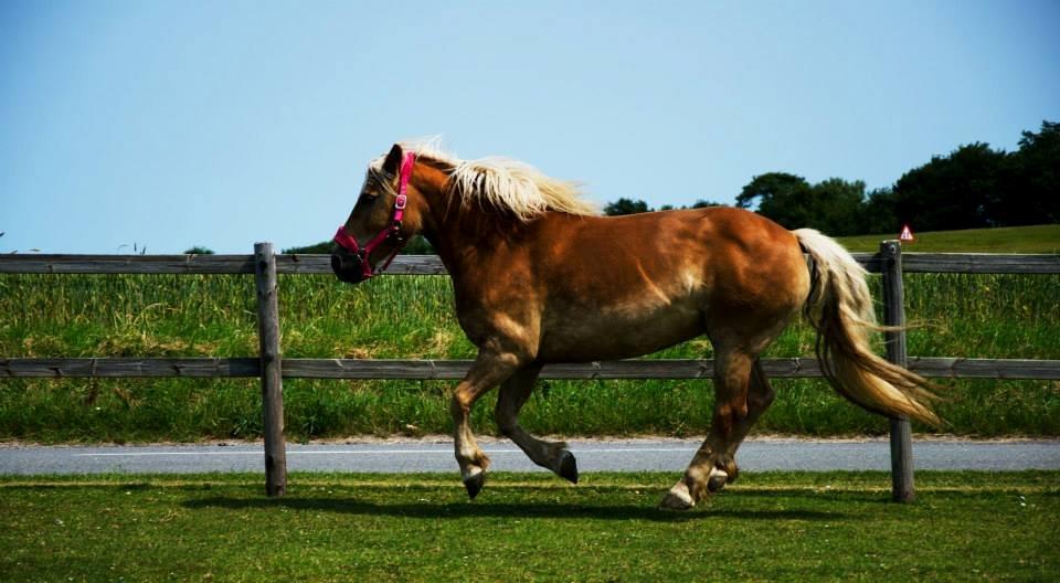 Haflinger Sabrina - kan du se mere sur ud mulle? :*
Foto: Kuntzphotography billede 16