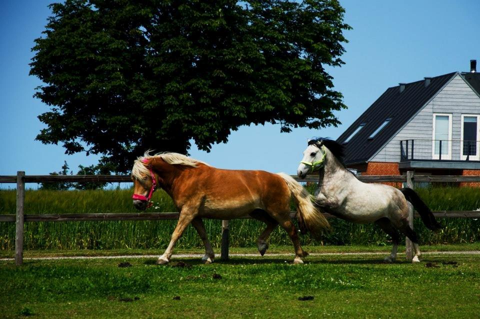 Haflinger Sabrina - Afsted det gik med min ven lynet
Foto: Kuntzhotography billede 17