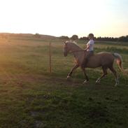 Palomino Lucky Samson