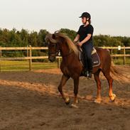 Welsh Cob (sec D) Midtnight