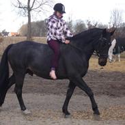 Oldenborg Futti af Aalborgdal