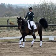 Fuldblod (XX) Kærgård´s Bally No Limit