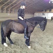 Welsh Pony af Cob-type (sec C) Nestor