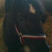 Welsh Pony af Cob-type (sec C) Nestor