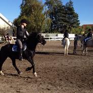 Welsh Pony af Cob-type (sec C) Nestor