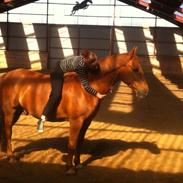 Anden særlig race Grønvangs Quinzy