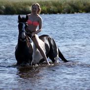 Pinto Lyngholms Maddie<3 B-pony