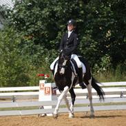 Pinto Lyngholms Maddie<3 B-pony