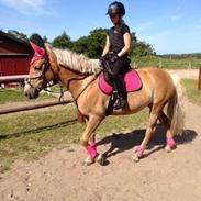 Anden særlig race Smilla