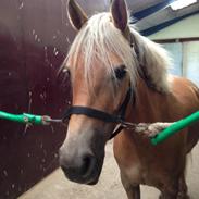 Anden særlig race Smilla