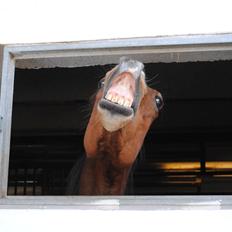 Traver Lynet Lendalund <3