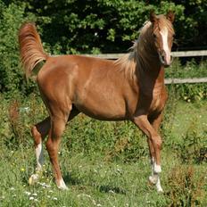 Arabisk fuldblod (OX) Waliyyah APN - SOLGT