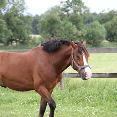 Welsh Cob (sec D) Lindberg (DEN) Nobleman