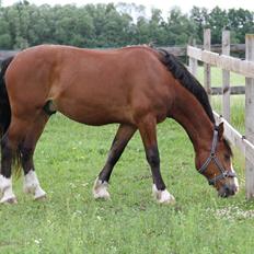 Welsh Cob (sec D) Lindberg (DEN) Nobleman