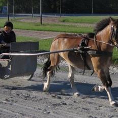 Anden særlig race Fernando