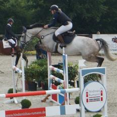 Holstener konstantins Aicha (b hest)