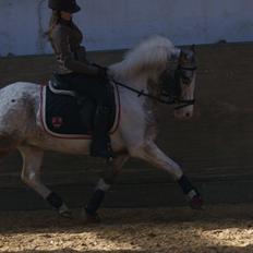 Anden særlig race Foxi