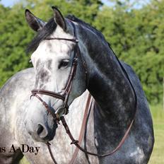 Dansk Varmblod Følholms A-Day