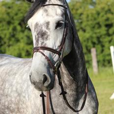 Dansk Varmblod Følholms A-Day