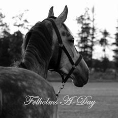 Dansk Varmblod Følholms A-Day