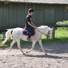 Anden særlig race Blida