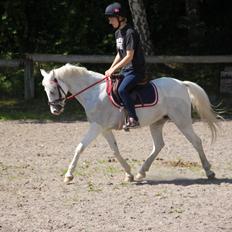 Anden særlig race Blida